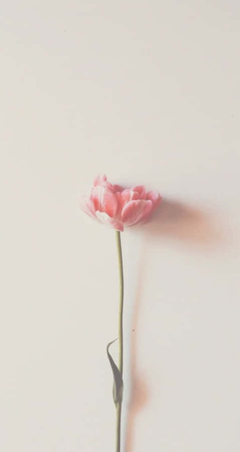 Minimalist Pink Rose Flower Wallpaper