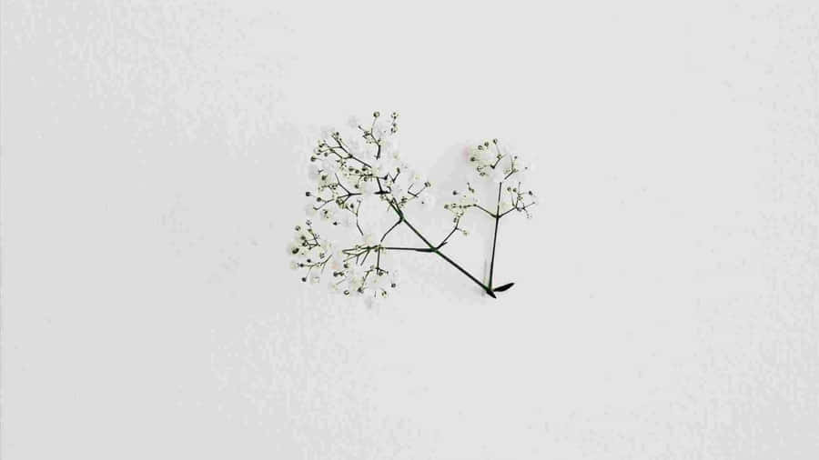 Minimalist White Floral Arrangement Wallpaper
