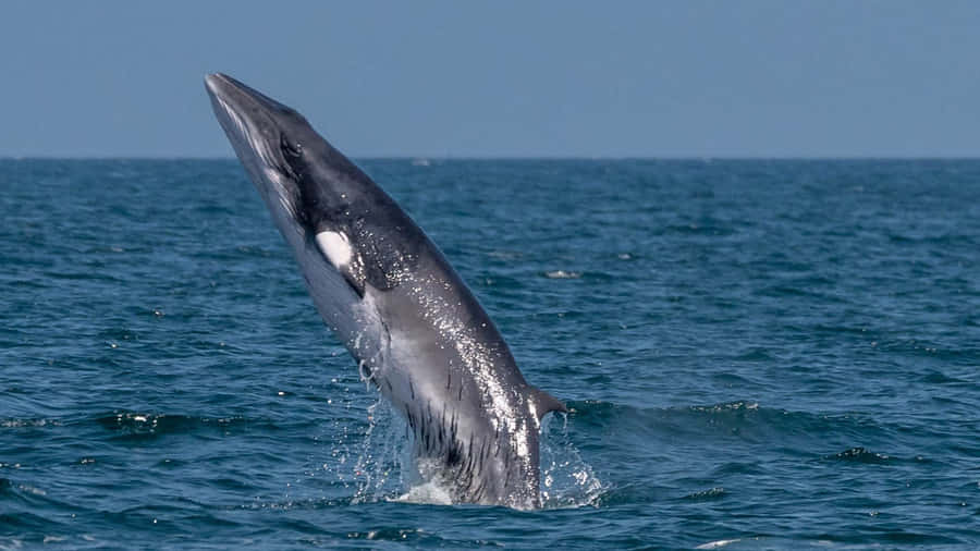 Minke Whale Breaching Wallpaper
