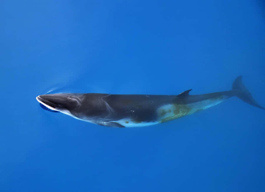 Minke Whale Underwater Graceful Swim.jpg Wallpaper