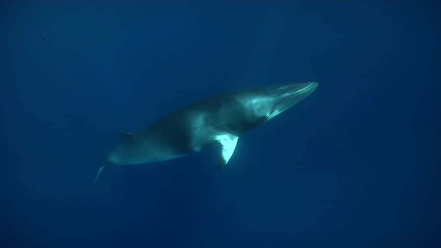Minke Whale Underwater Wallpaper