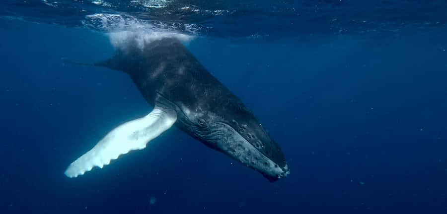 Minke Whale Underwater Swimming.jpg Wallpaper
