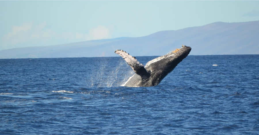 Miraculous Leap Of A Humpback Whale Wallpaper