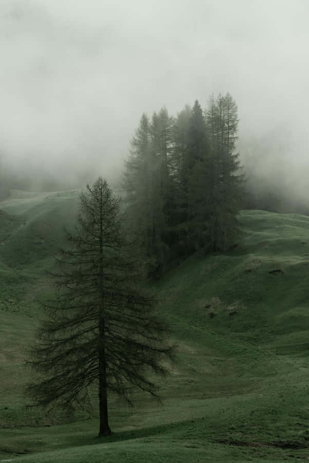 Misty_ Forest_ Green_ Landscape Wallpaper