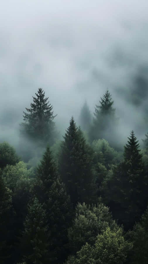 Misty Forest Landscape Wallpaper