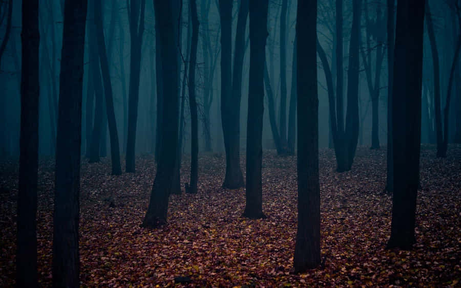 Misty Forest Mood.jpg Wallpaper