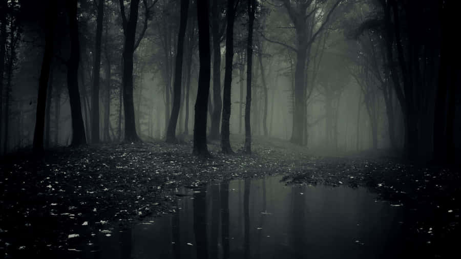 Misty Forest Path Monochrome Wallpaper