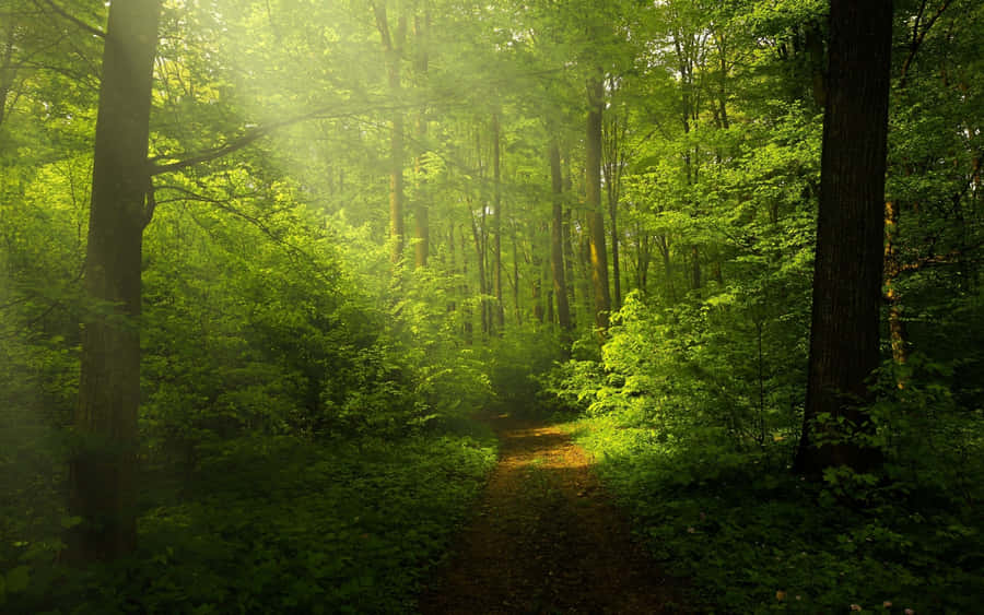 Misty Forest Path Sunbeam.jpg Wallpaper