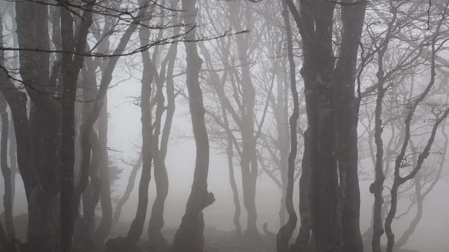 Misty Forest Silhouettes.jpg Wallpaper