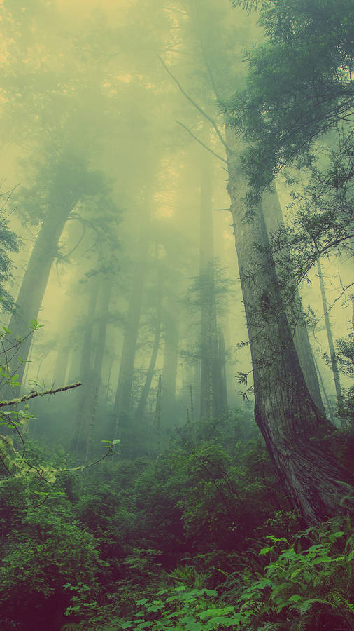 Misty Green Forest Smartphone Background Wallpaper