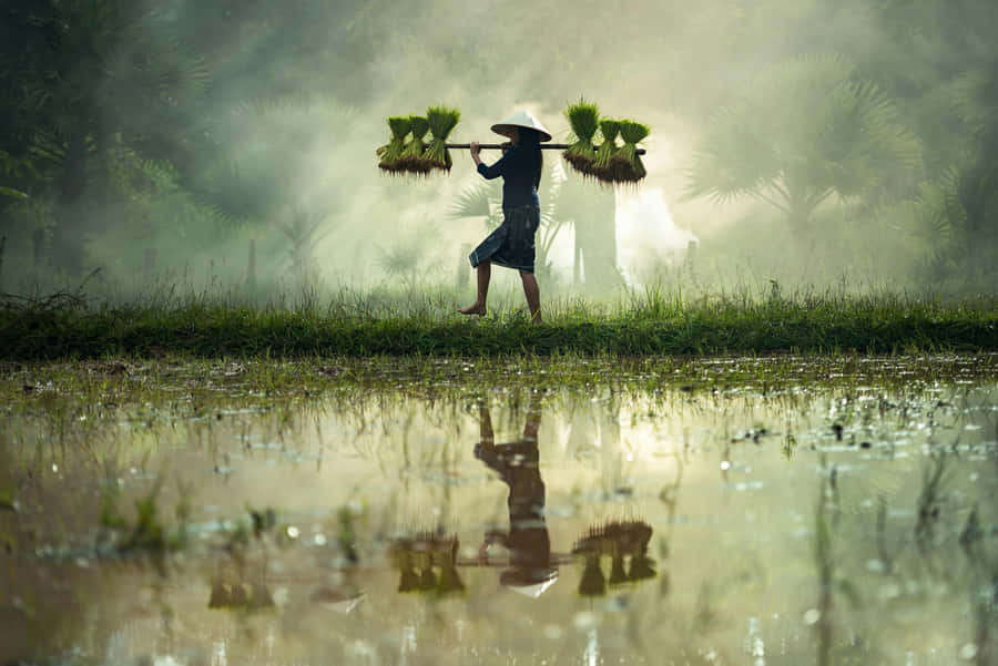 Misty Morning Rice Field Worker Wallpaper