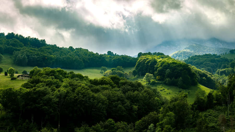 Misty_ Mountain_ Forest_ Sunbeams_4 K Wallpaper