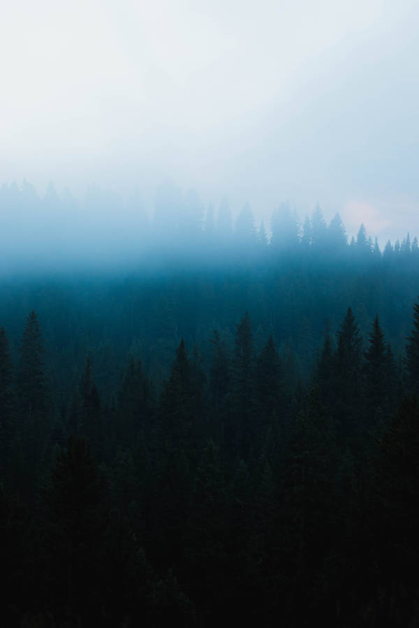 Misty Stroll Through Dark Forest Wallpaper