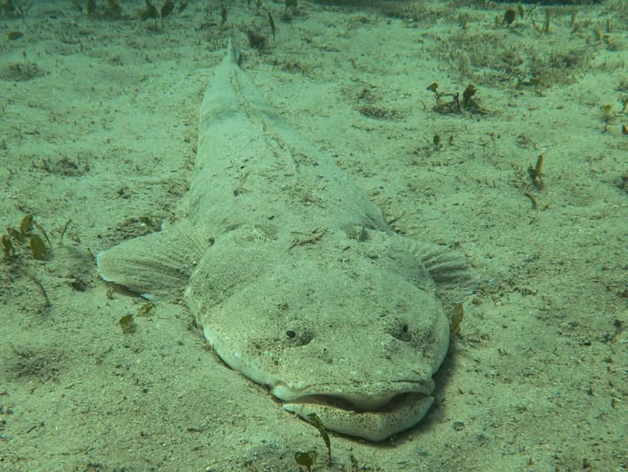 Modern Flathead Engine Parts And Components Wallpaper