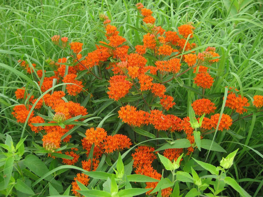 Monarch Butterflies Visit A Field Of Butterfly Weed Wallpaper