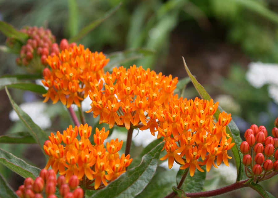 Monarchs, Swallowtails And Other Butterflies Drawn To A Meadow Of Brilliantly Colored Butterfly Weed Wallpaper