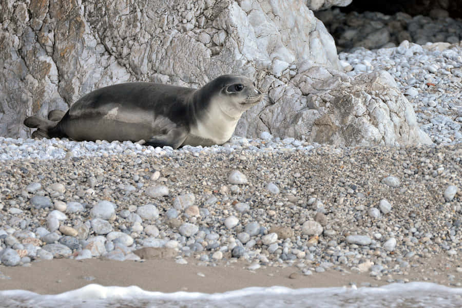 Monk Seal Restingon Pebble Beach Wallpaper