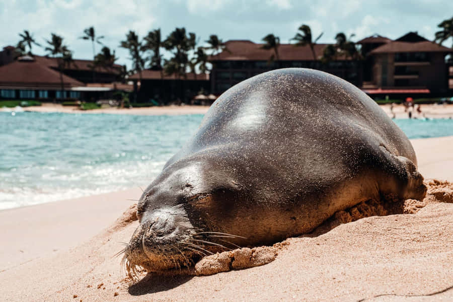 Monk Seal Restingon Tropical Beach Wallpaper