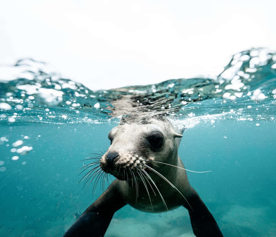 Monk Seal Swimming Underwater.jpg Wallpaper
