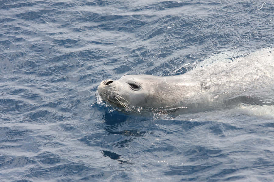 Monk Seal Swimmingin Blue Ocean Wallpaper