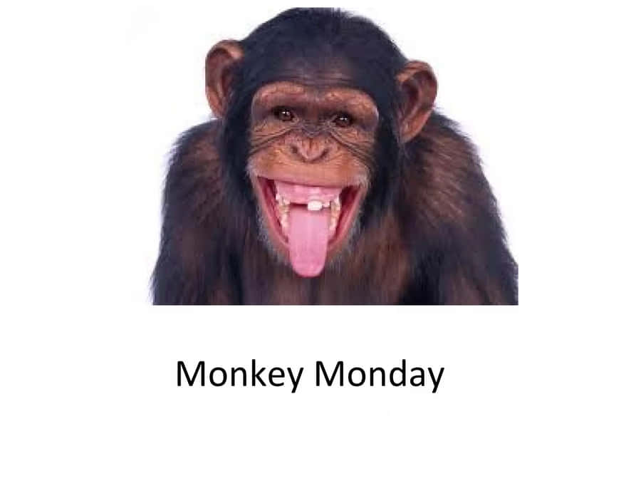 Monkey Monday Meme Wallpaper