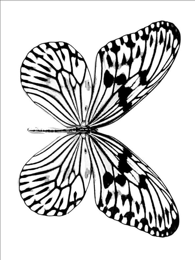 Monochrome Butterfly Coloring Page Wallpaper