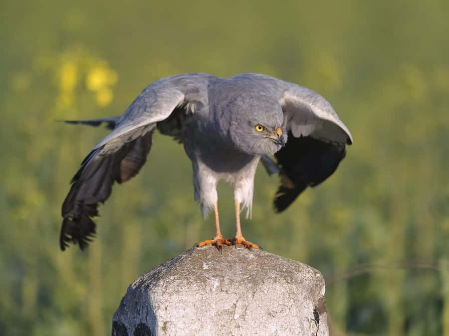 Montagus Harrier Pre Flight Pose Wallpaper