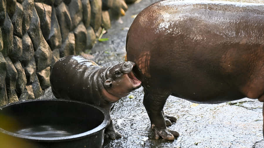 Moo Deng Animal Behavior Wallpaper