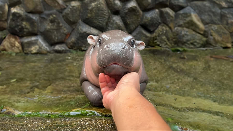 Moo Deng Baby Hippo Wallpaper