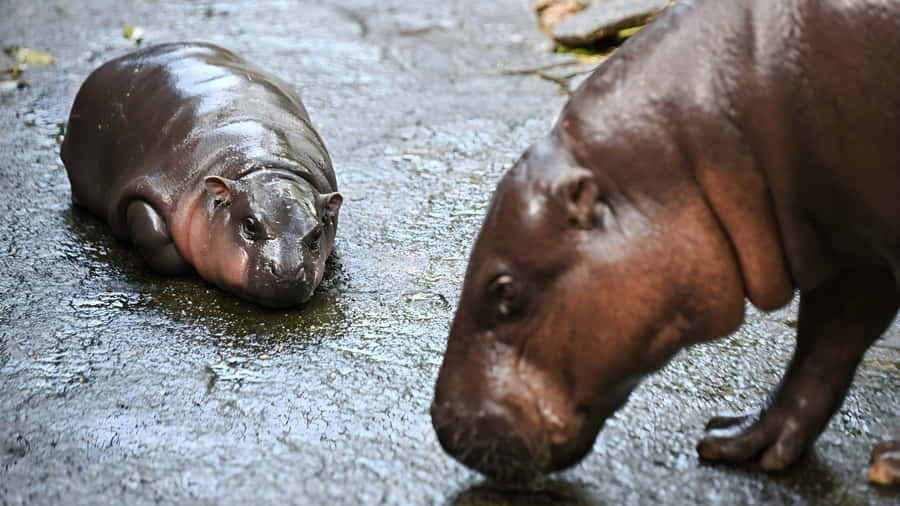 Moo Deng Baby Hippo Wallpaper