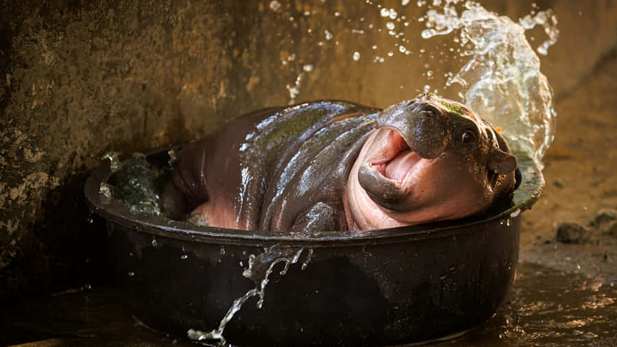 Moo Deng Hippo Bathing Wallpaper