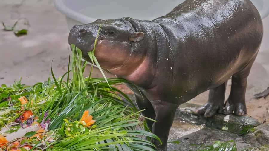 Moo Deng Hippo Eating Grass Wallpaper