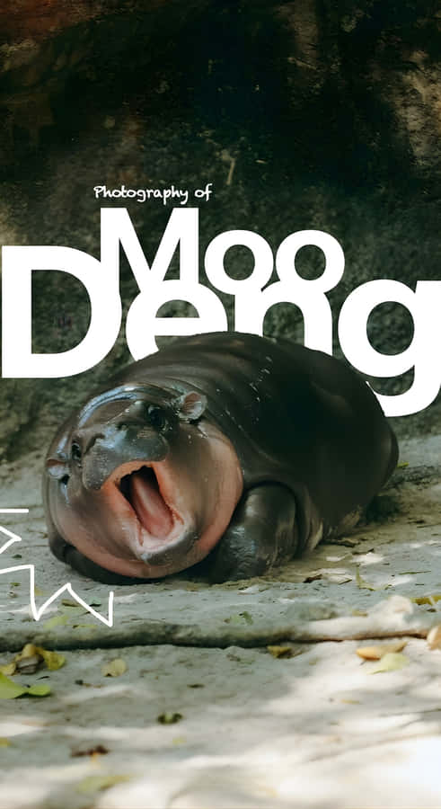 Moo Deng Photography Wallpaper