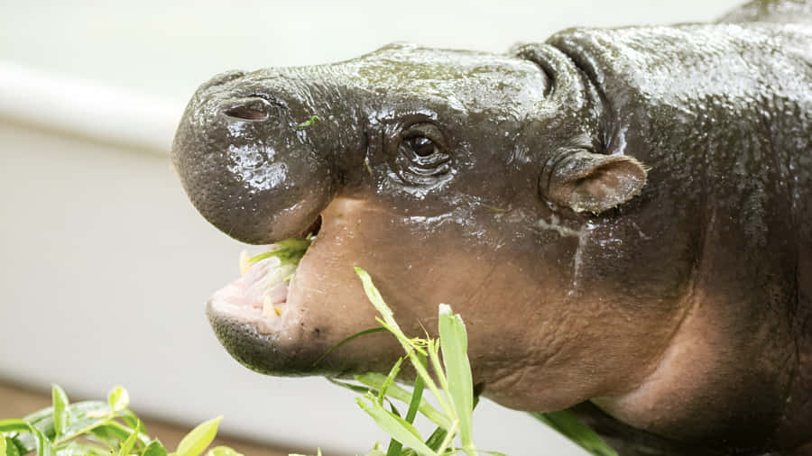 Moo Deng Recipe Inspiration Wallpaper