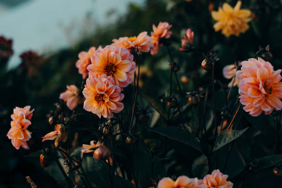 Moody Dahlia Flowers Wallpaper