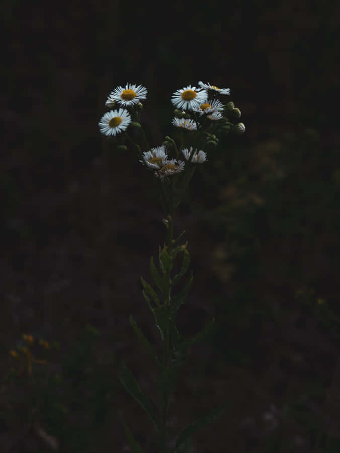 Moody Daisies Phone Wallpaper