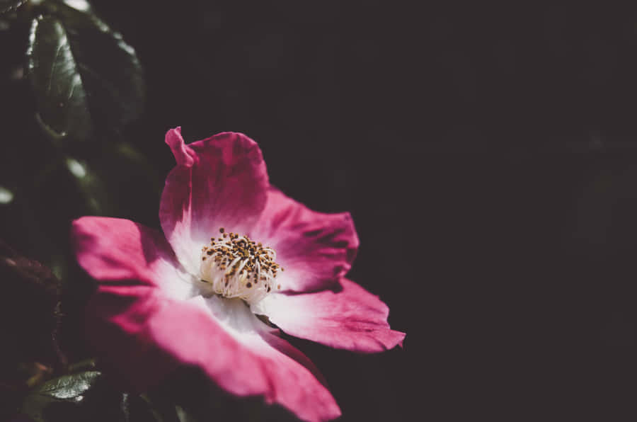 Moody Dog Rose Landscape Wallpaper