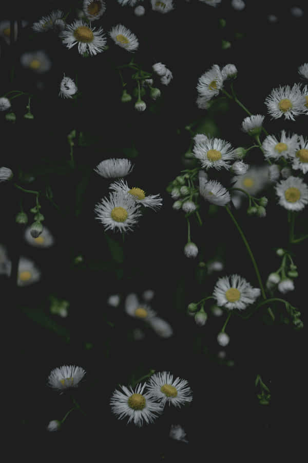 Moody Floral Dark Backdrop Wallpaper