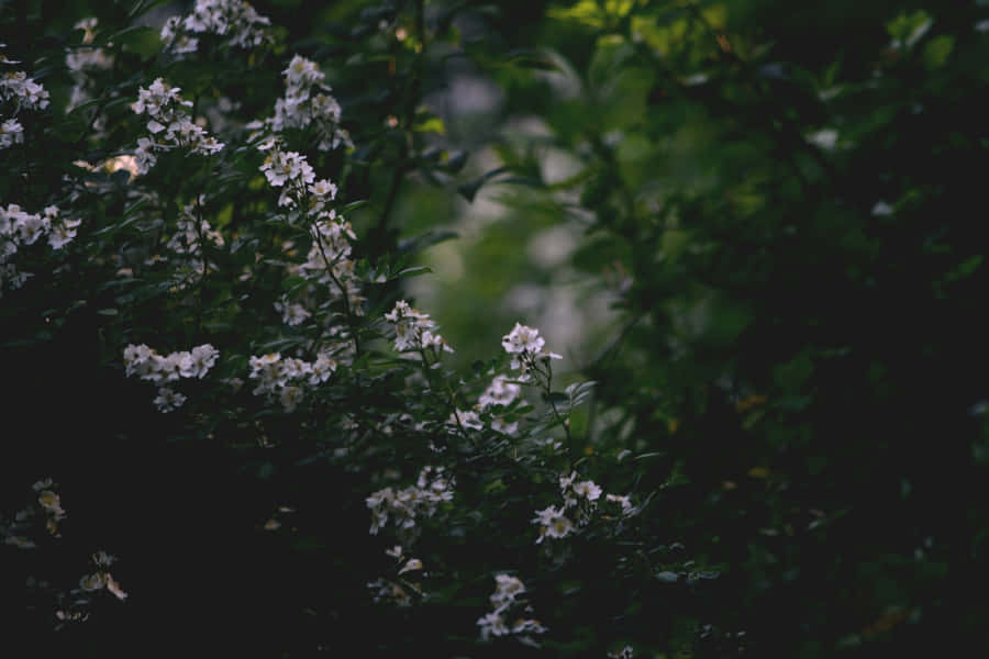 Moody Floral Garden Scene.jpg Wallpaper