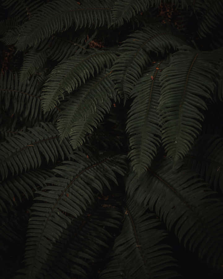 Moody Green Fern Wallpaper