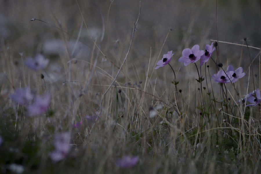Moody Meadow Florals.jpg Wallpaper