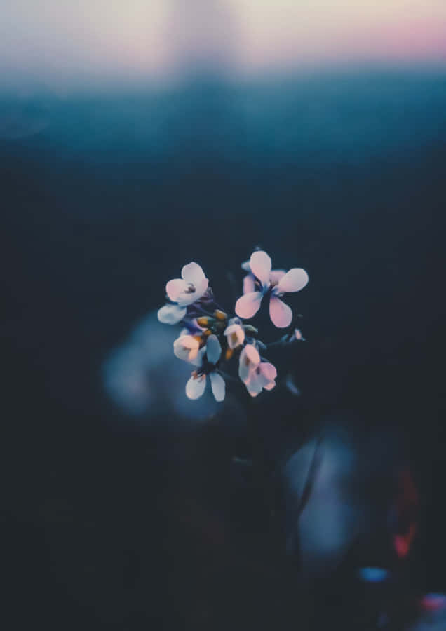 Moody Nostalgic Flower Phone Wallpaper
