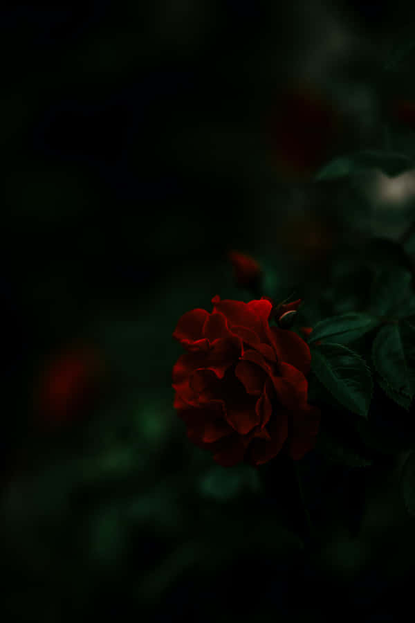 Moody Red Rose Wallpaper