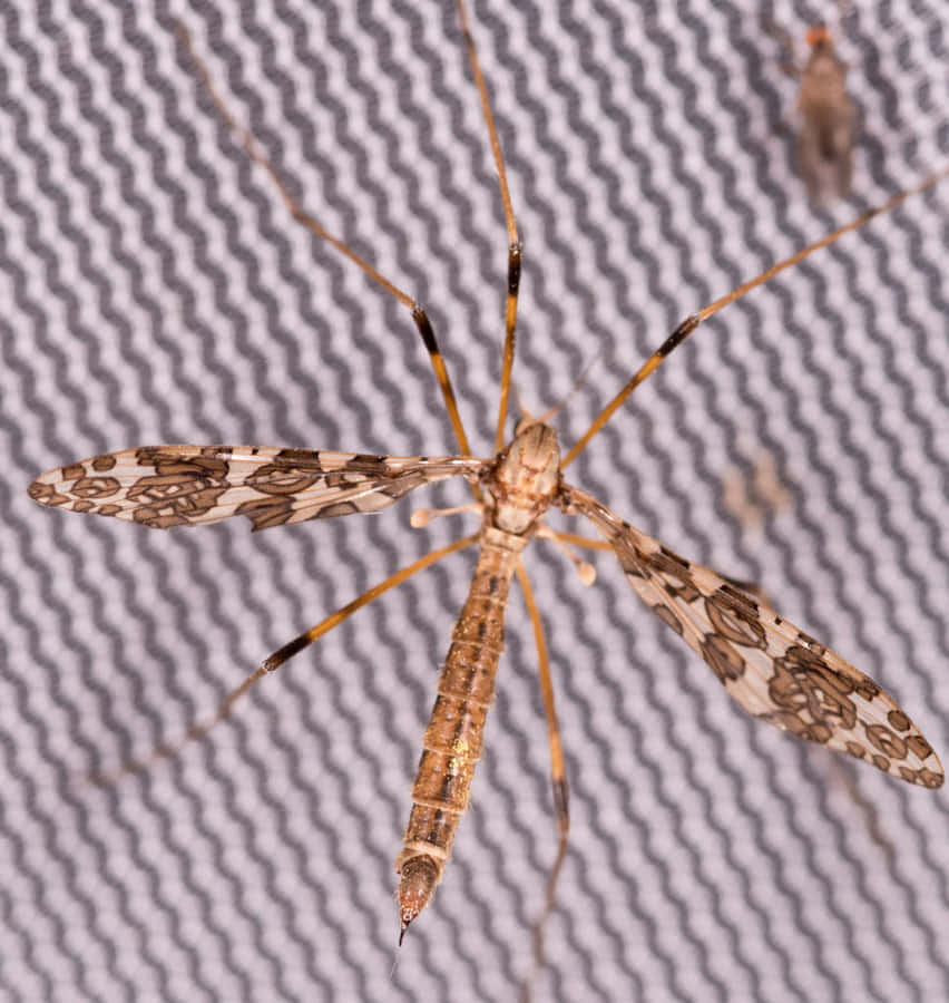 Mosquito Hawk Closeup Wallpaper