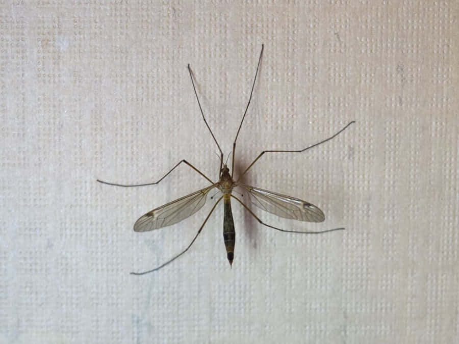 Mosquito Hawk Restingon Wall Wallpaper