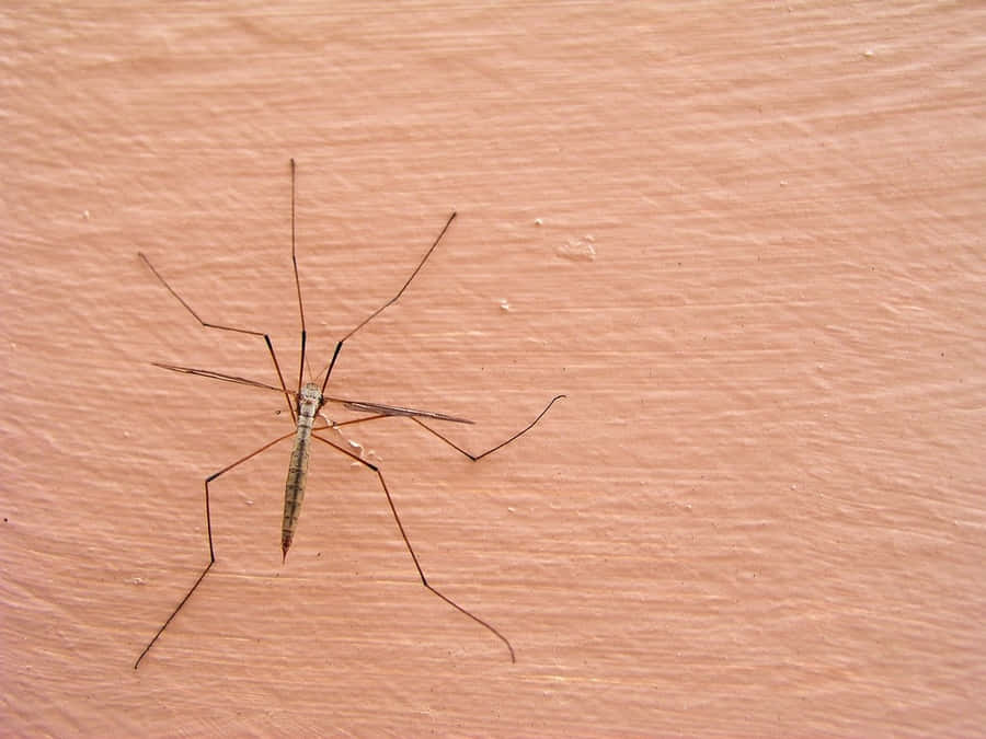 Mosquito Hawkon Wooden Surface Wallpaper