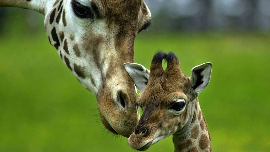 Mother Giraffe Giving Care Wallpaper