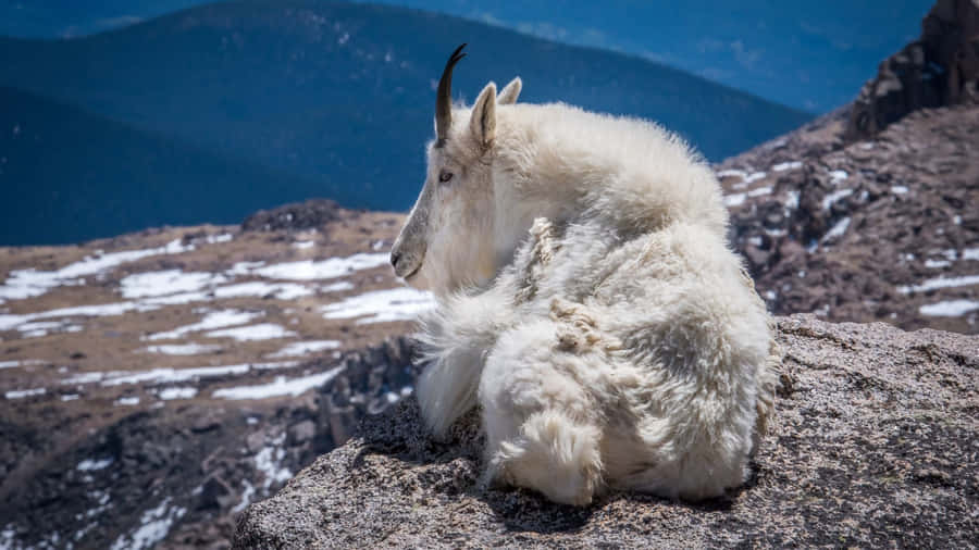 Mountain_ Goat_ Resting_on_ Rocky_ Ledge Wallpaper