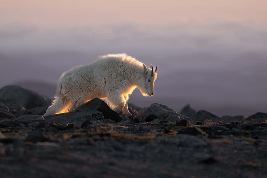 Mountain Goat Sunset Glow Wallpaper
