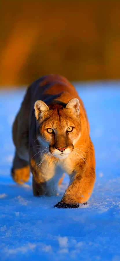 Mountain Lionin Snow Wallpaper